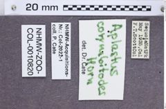 Etikette zu Aplastus corymbitodes (NHMW-ZOO-COL-0010820)